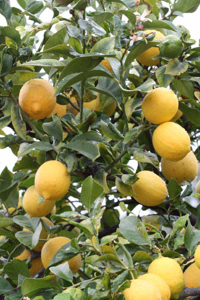            Fruit (Riverside, CA)   